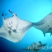 ray_manta_man_nmal_h_0006_mal2480.jpg